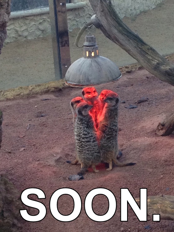 meerkat-heat-lamp